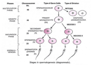 Process of sperm formation and its structure - Online Science Notes