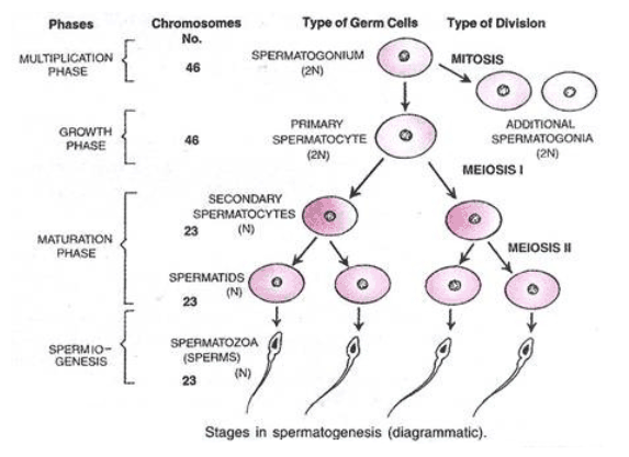 Process Of Sperm Formation And Its Structure Online Science Notes