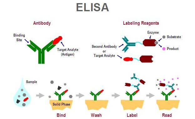 elisa-kit-protocol-archives-life-science-products-hhc