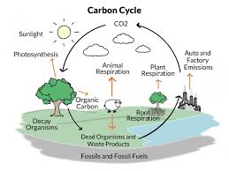 carbon cycle diagram