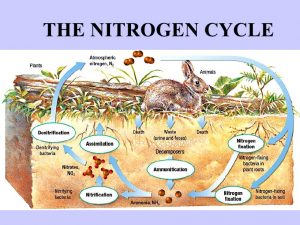 The Carbon cycle - Online Science Notes