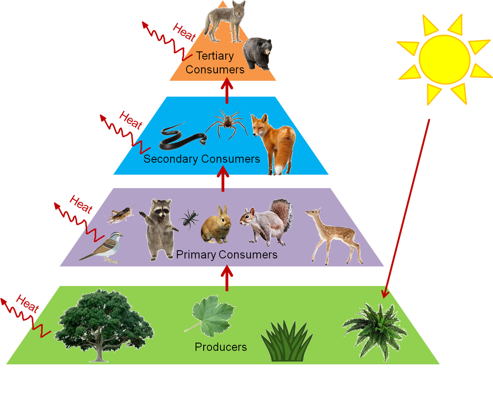 Ecological Pyramid