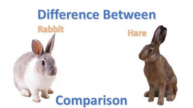 Differences between Hare (Lepus) and Rabbit (Oryctolagus) - Online