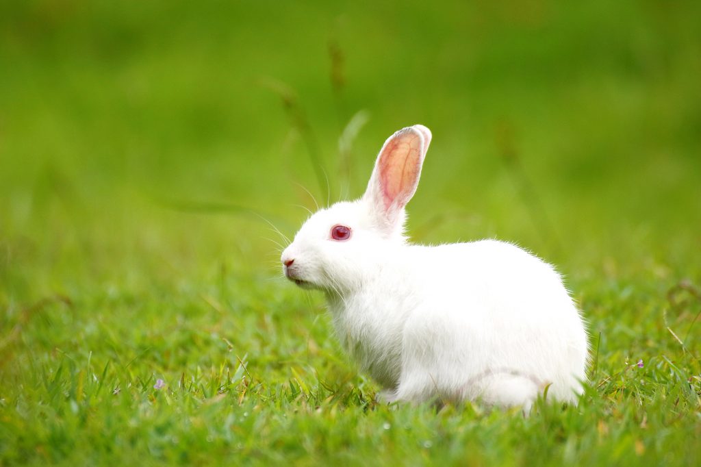 Differences between Hare (Lepus) and Rabbit (Oryctolagus) - Online