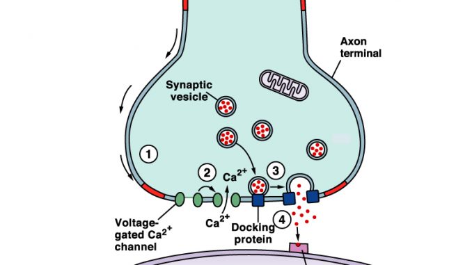 Transmission Of Nerve Impulse At A Synapse Online Science Notes