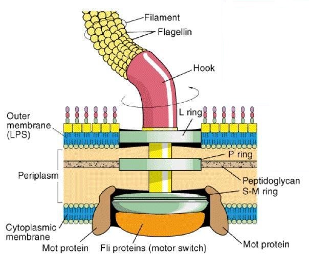 structure-working-of-bacterial-flagella-youtube