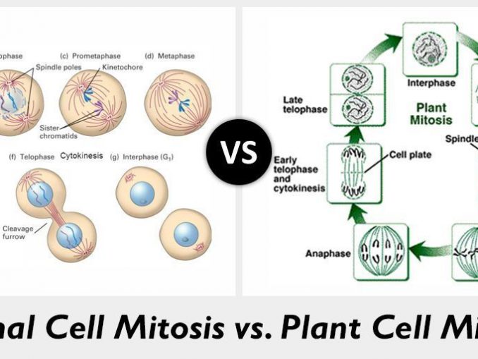 how-is-mitosis-different-in-plants-and-animals-animalqf