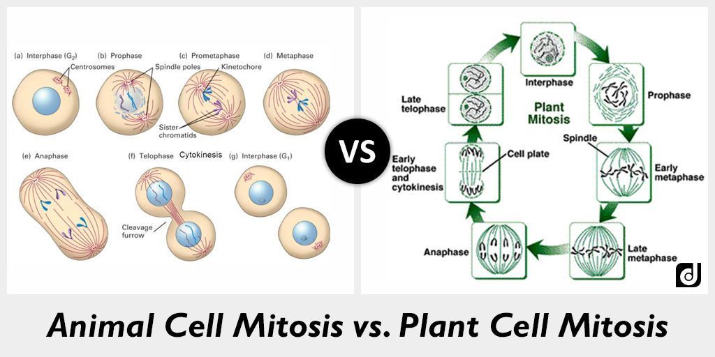 difference between plant and animal cells