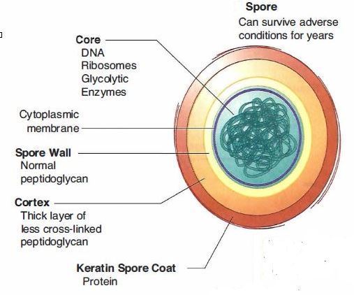 Bacterial spores and their types - Online Science Notes