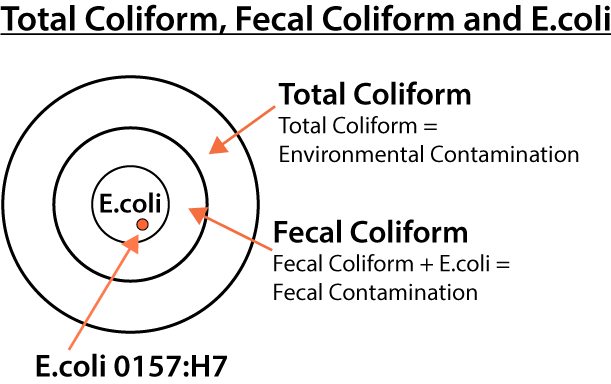 coliform count in water