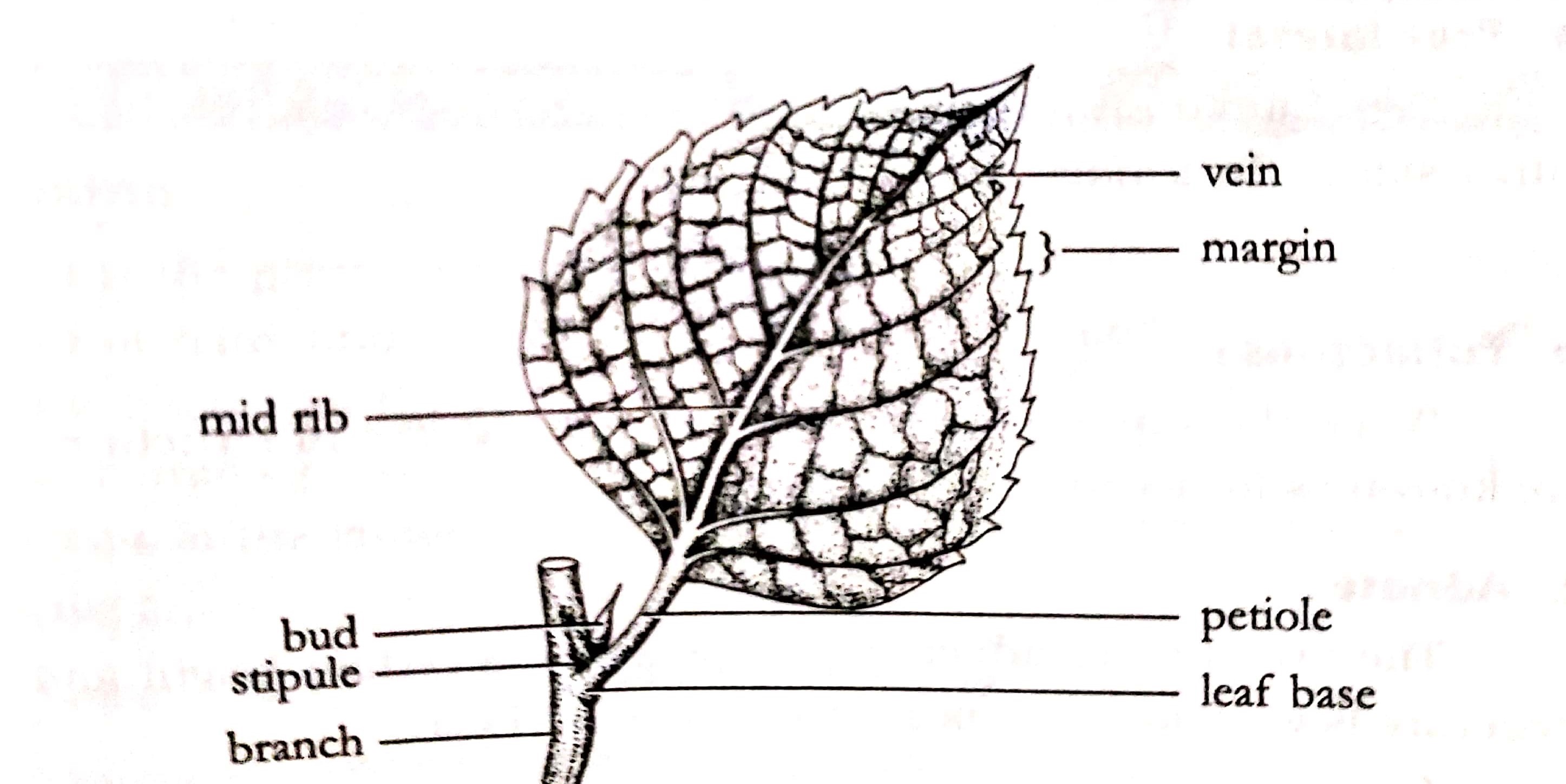 leaf-structure-and-function