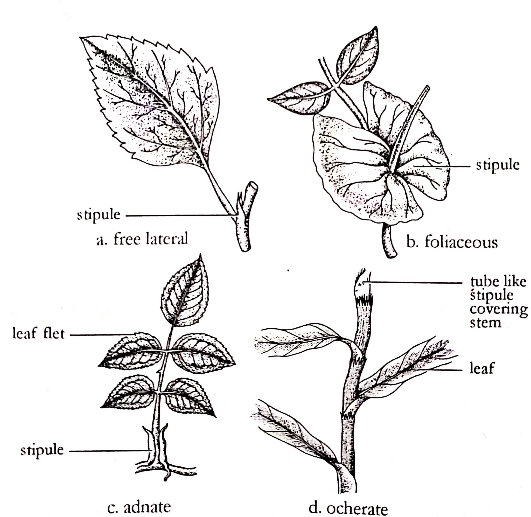 A typical plant leaf (Different parts and types) Online Science Notes