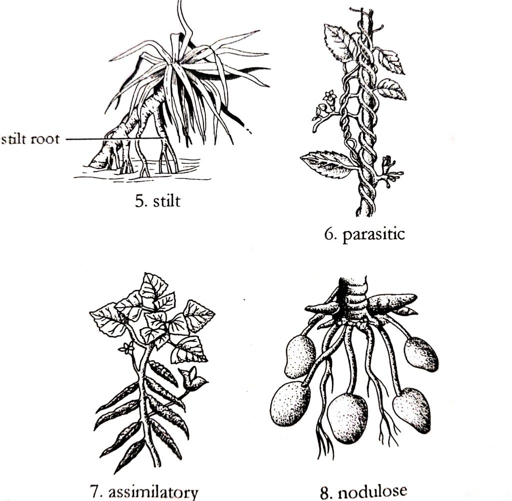 Different types of roots and their modifications in plants - Online ...