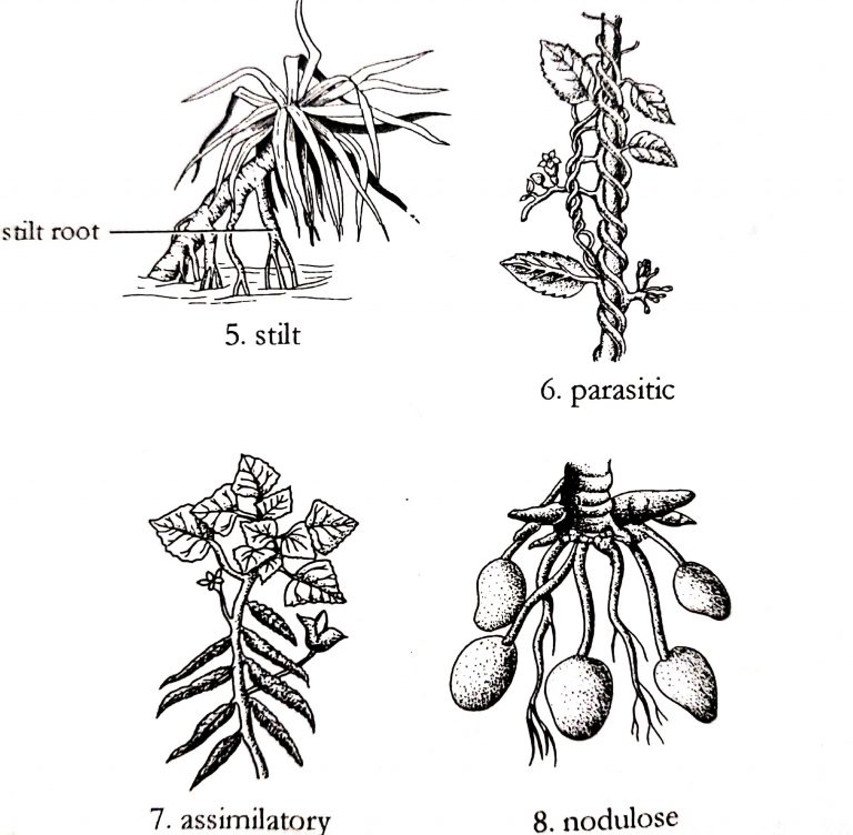 root-synonyms-and-related-words-what-is-another-word-for-root