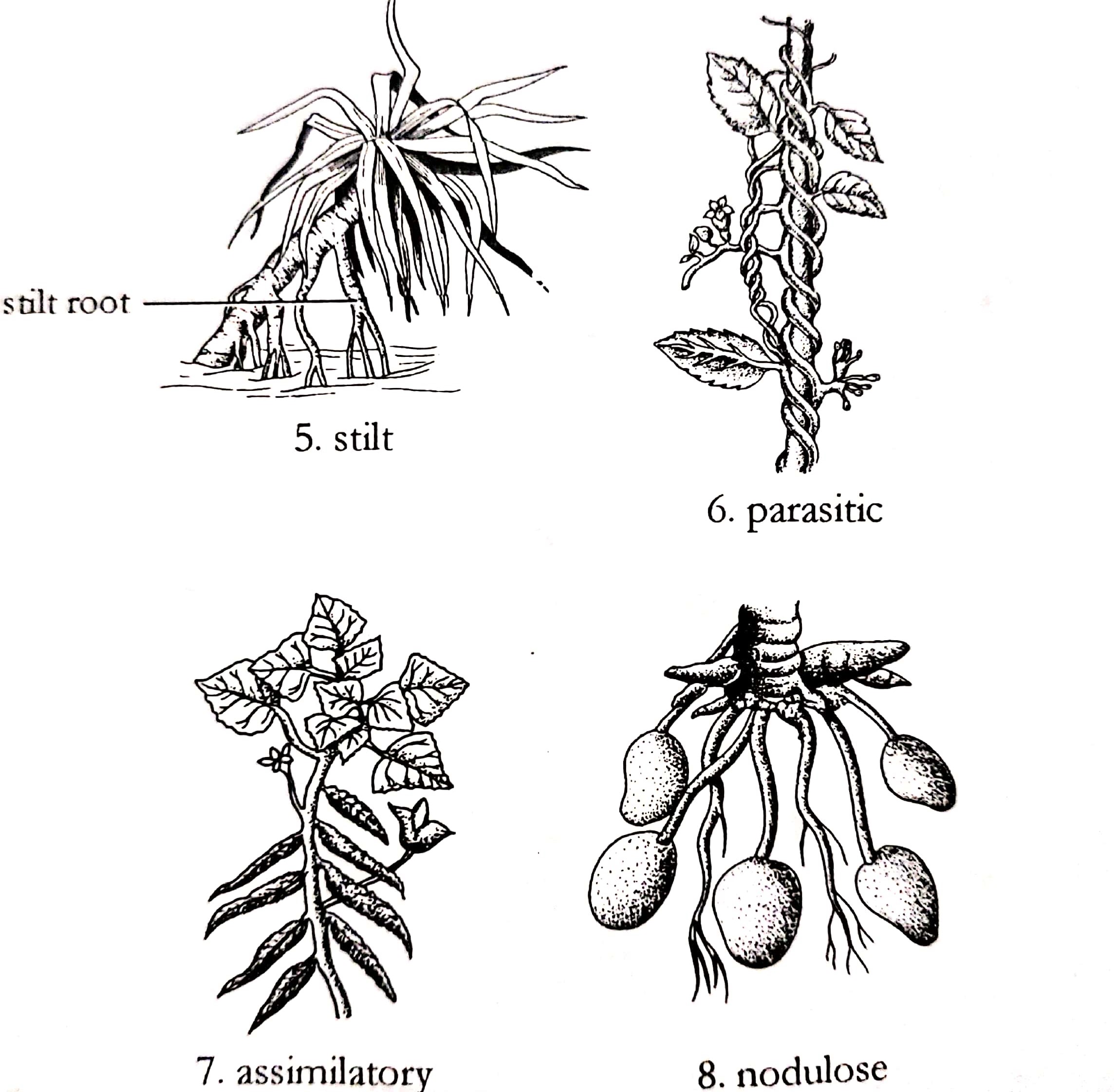 Different types of roots and their modifications in plants Online Science Notes