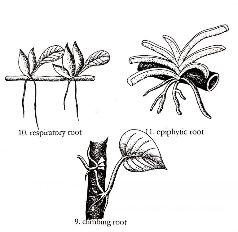 Different types of roots and their modifications in plants Online