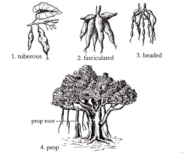 Different Types Of Roots And Their Modifications In Plants Online 