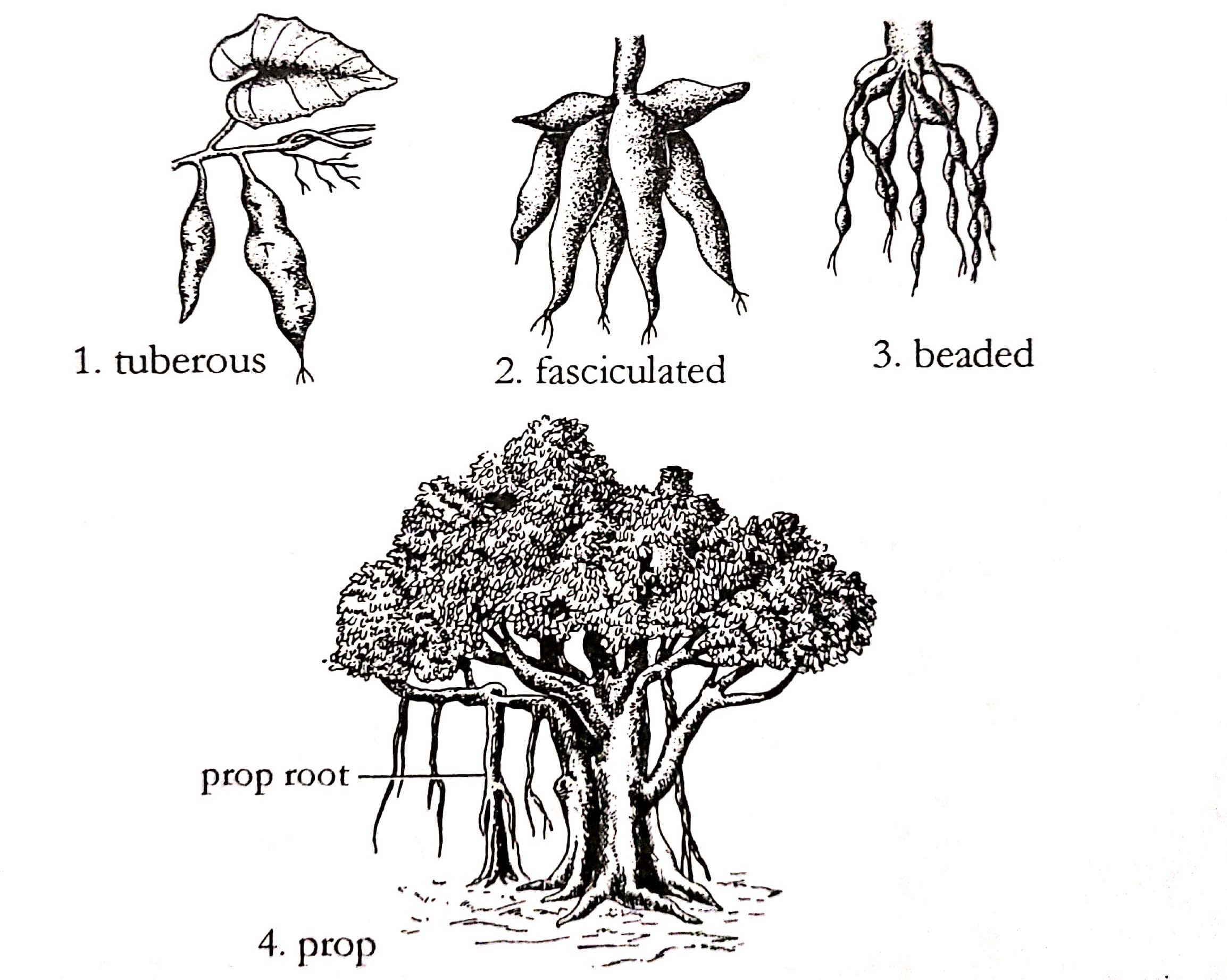 Different types of roots and their modifications in plants - Online