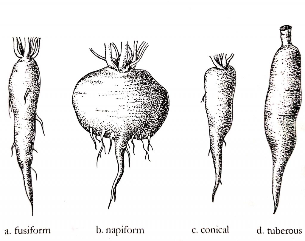 Different types of roots and their modifications in plants Online