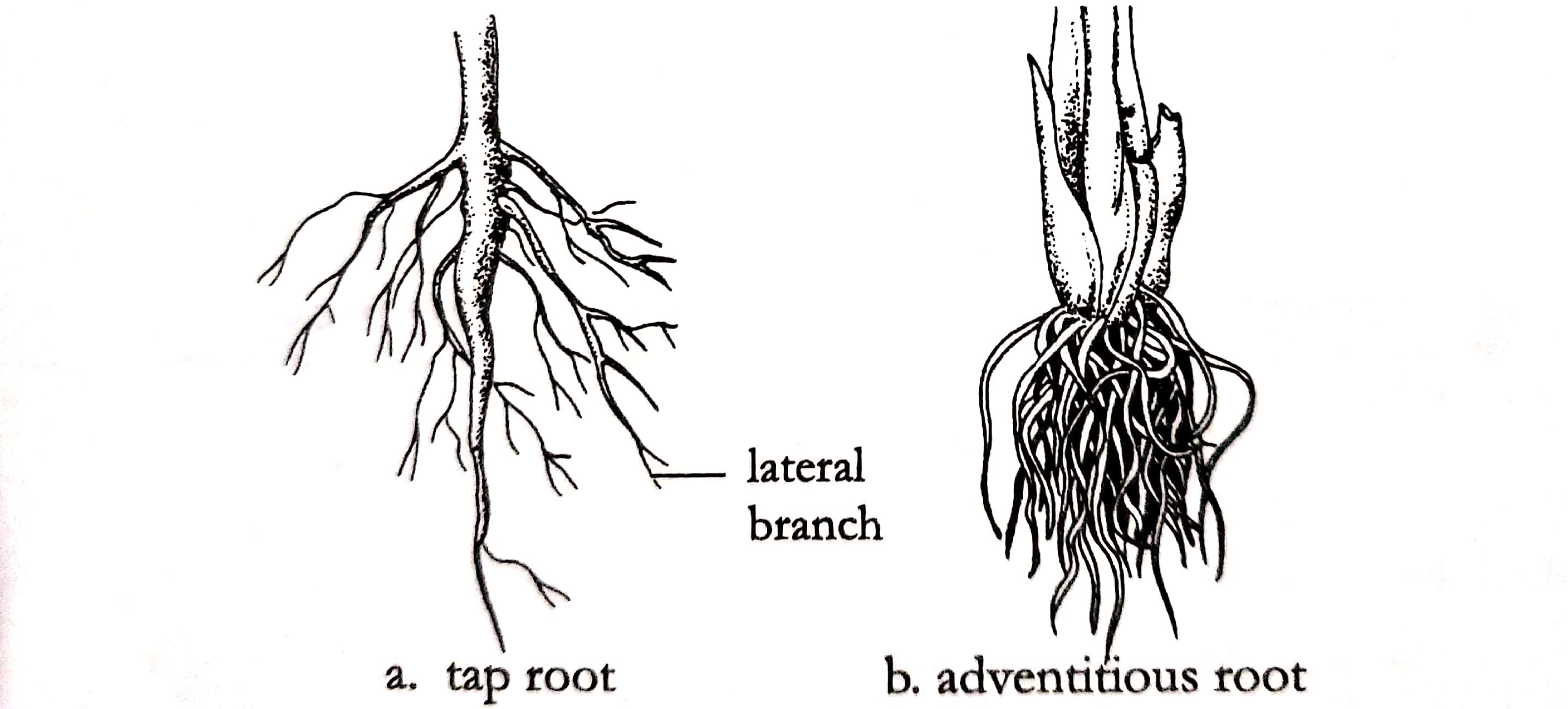 What Are The 4 Types Of Roots And Their Functions - Printable Templates ...