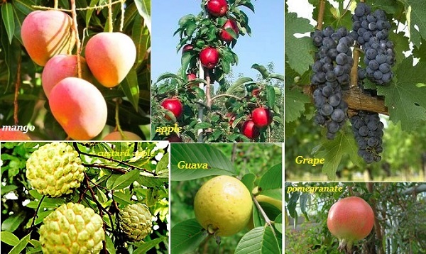 flowering plants with fruits