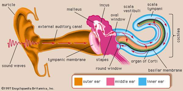 Human Ear Physiology Of Hearing Online Science Notes