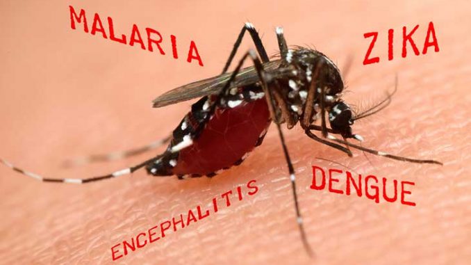 Diseases transmitted by mosquitoes and their prevention - Online