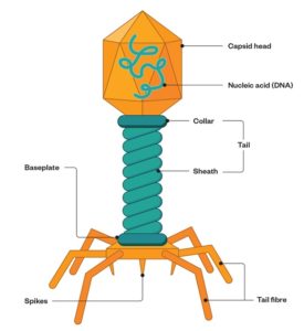 Bacteriophages (Morphology and Uses) - Online Science Notes