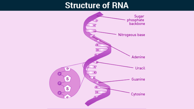 Structure and Functions of three major types of Ribonucleic Acid (RNA