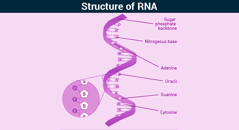 rna structure