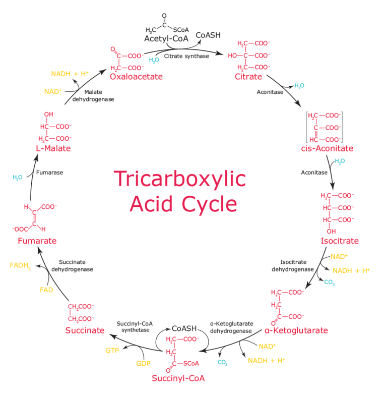 Krebs Cycle Or Citric Acid Cycle Or TCA Cycle - Online Science Notes