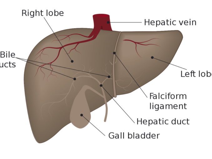 Histology Of Liver Archives - Online Science Notes