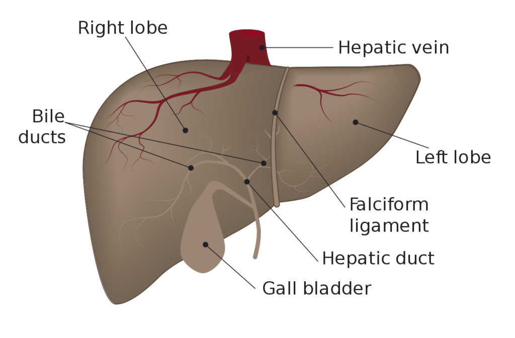 Liver Anatomy Histology And Functions Online Science Notes