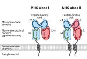 The Major Histocompatibility Complex (MHC): Types, Their Structure And ...