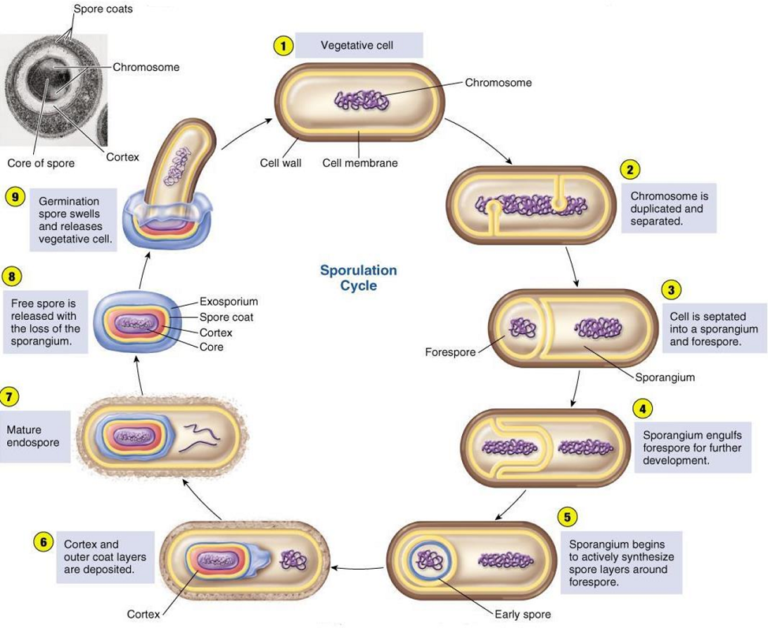 Bacterial Endospore: Structure, Stages Of Sporulation And Germination ...