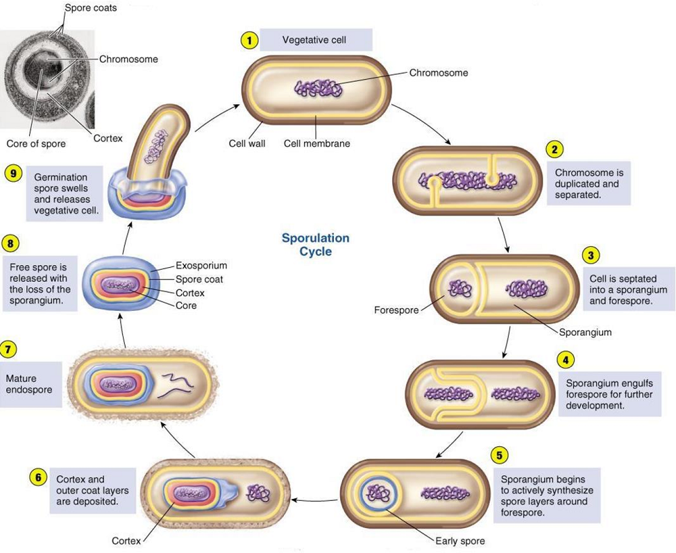 endospore forming bacteria