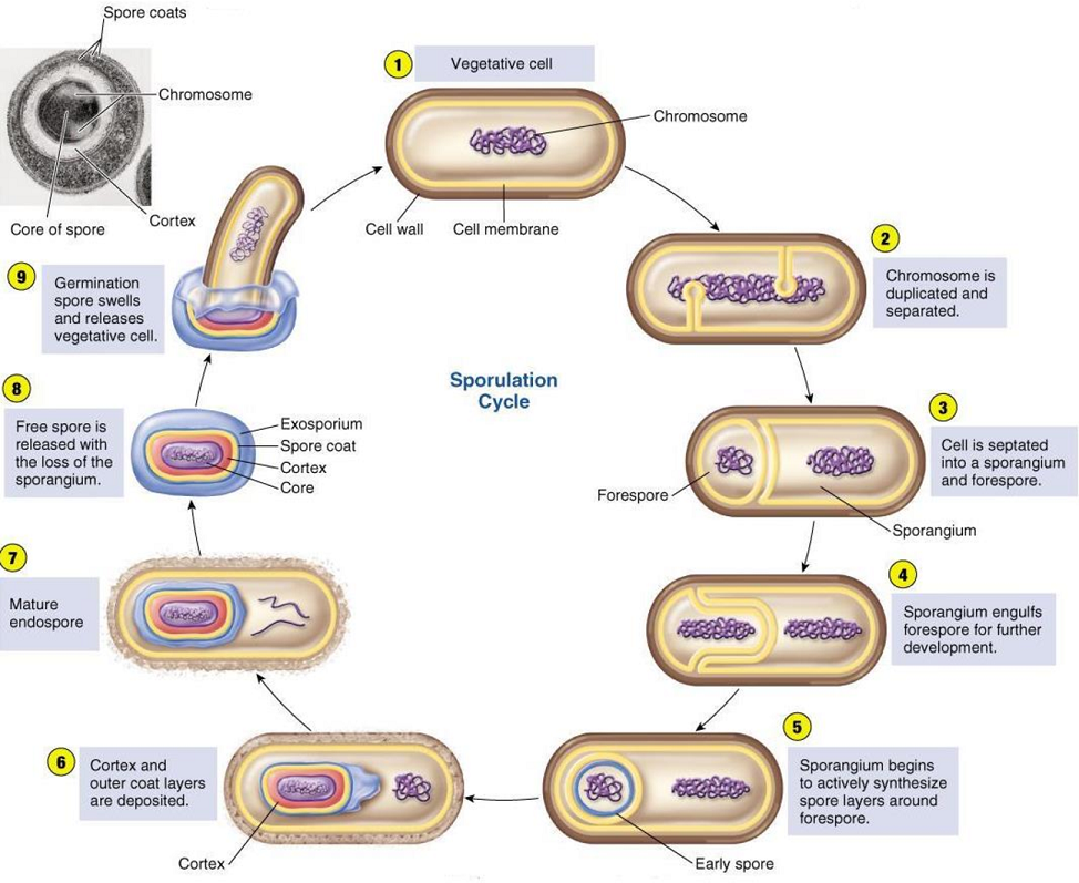 Endospore Formation Diagram