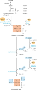 Biosynthesis, Regulation And Functions Of Triacylglycerols (TAG ...