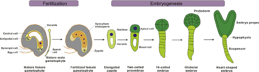 the-process-of-fertilization-and-development-of-embryo-in-angiosperms