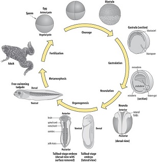 Sequential events and stages in the development of frog (pre-embryonic,  embryonic and post-embryonic development) - Online Science Notes
