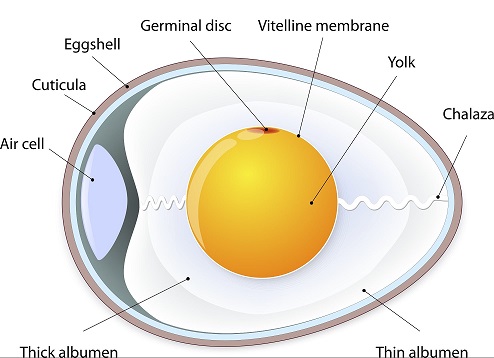 Structure and Types of Animal egg cell or ovum - Online Science Notes