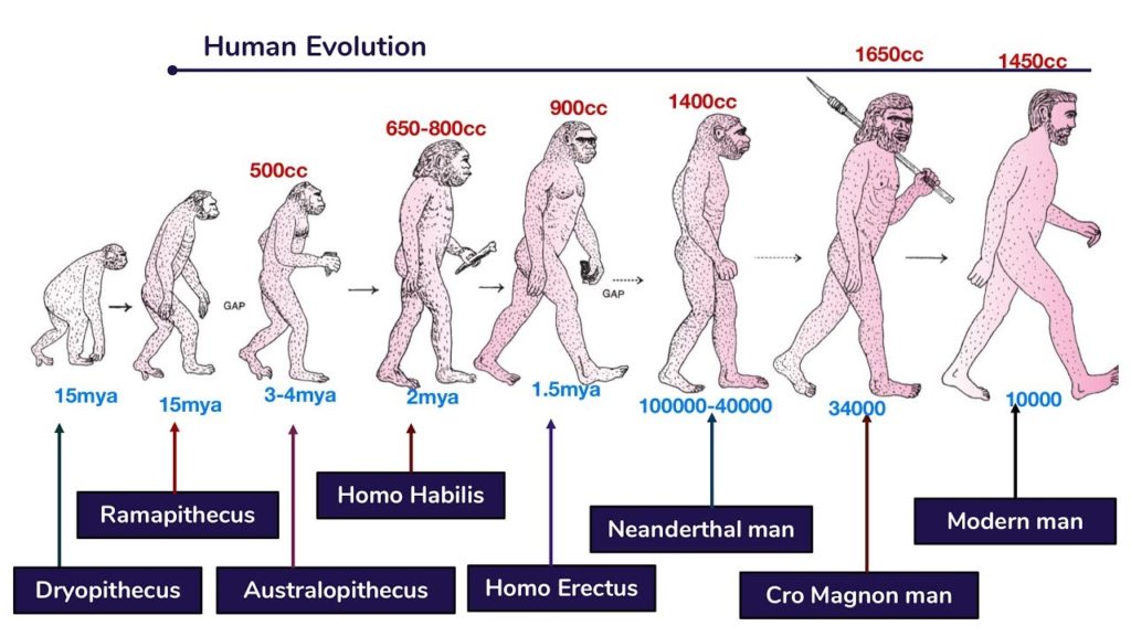 Course Of Evolution Of Modern Man Online Science Notes