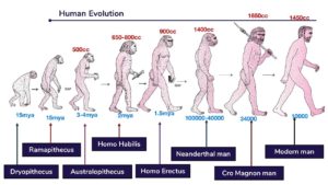 Course of evolution of modern man - Online Science Notes