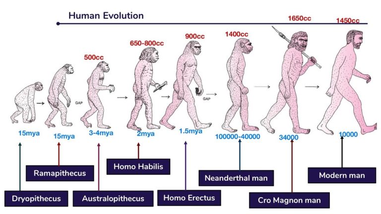 Course Of Evolution Of Modern Man Online Science Notes   Evolution 768x432 