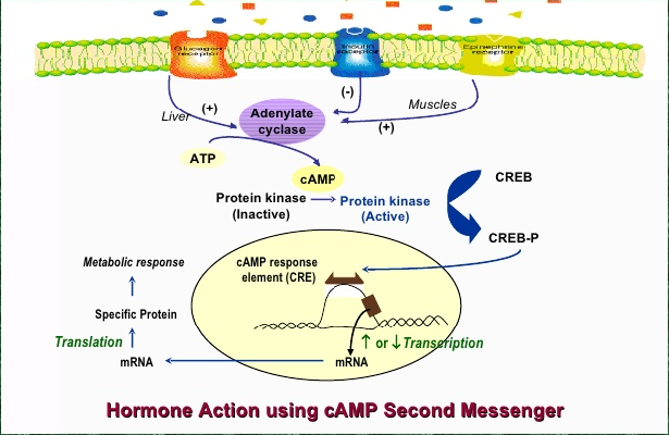 Group I And Group II Hormones And Their Mechanism Of Action - Online ...