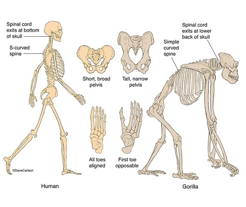 Differences between Man and Apes - Online Science Notes