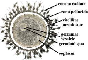 Structure and Types of Animal egg cell or ovum - Online Science Notes