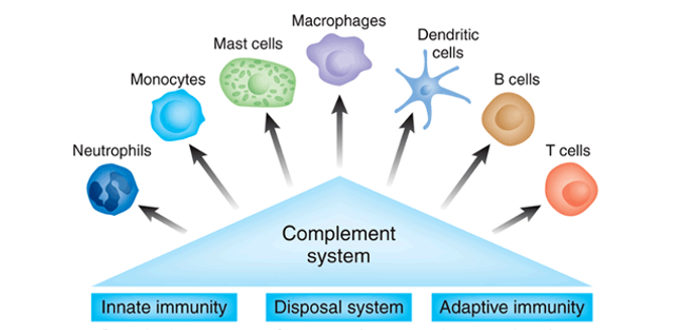 Complement Components Meaning