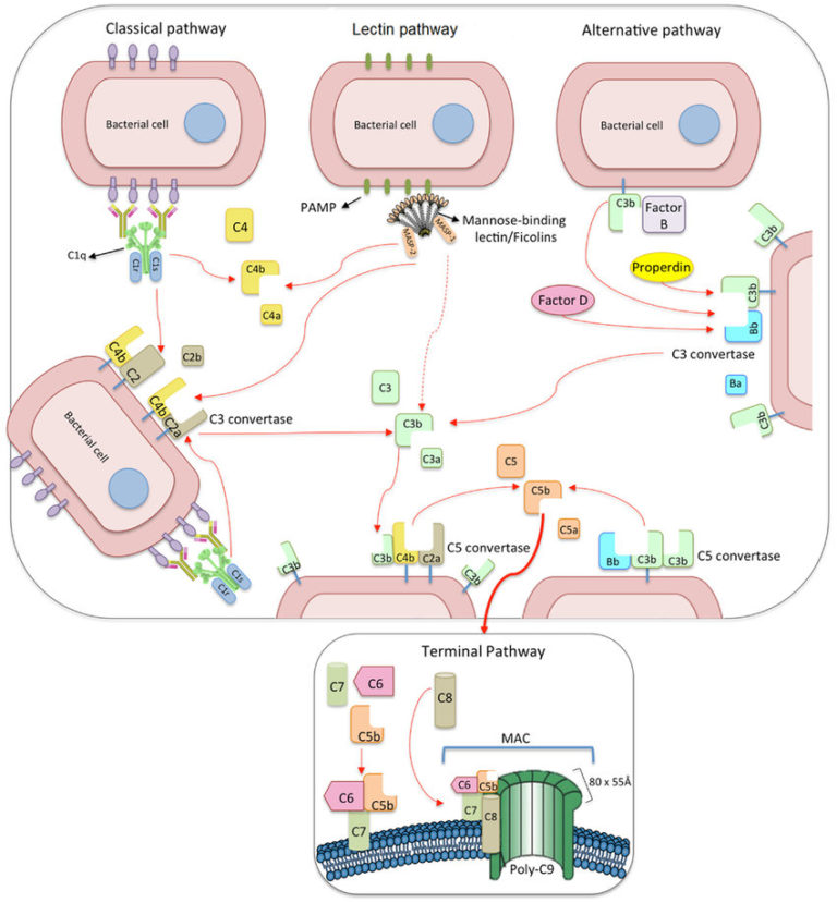 the-complement-system-components-activation-and-pathways-regulation