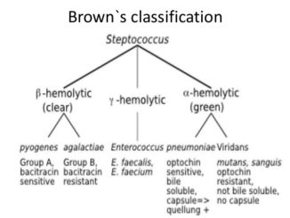 Streptococcus Flow Chart